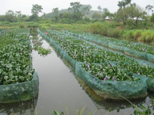 黃鱔養(yǎng)殖網(wǎng)箱，新的養(yǎng)殖方式！